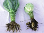 Syngenta has succeeded, after many years of breeding, to introduce a high level of resistance in varieties of cabbage (Chinese, White & Green), Brussels sprouts, broccoli and cauliflower.