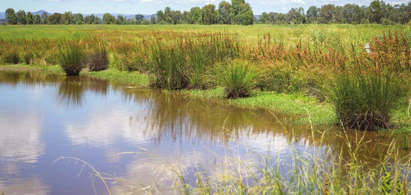 Managing Wet Areas A guide for managing wet areas for both productivity gains and environmental benefits Stock exclusion from this farm dam at Greta resulted in the recolonisation of native rushes