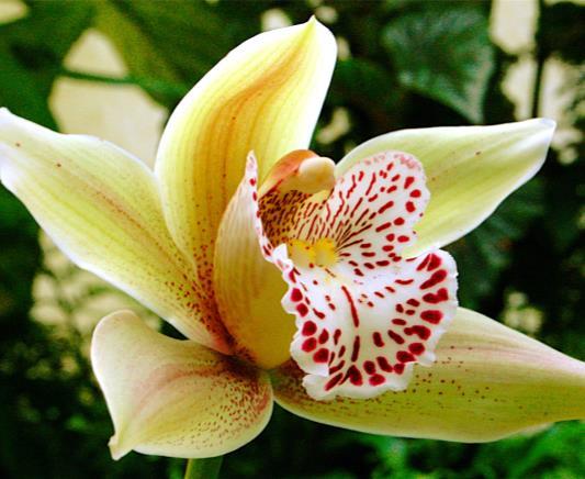 POTTING AND DIVIDING CYMBIDIUM ORCHIDS POTTING Potting Mix: We recommend the use of Orchid compost, which is a well balanced free draining medium, as the plant will not tolerate standing in water.