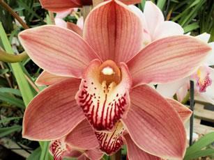 MINIATURE AND STANDARD CYMBIDIUM ORCHIDS Cymbidiums are one of the most widely grown Orchids in cultivation.