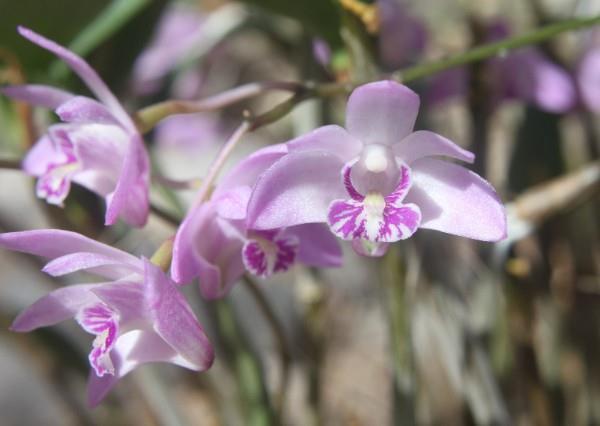 Subscribe Share Past Issues November 2016 Newsletter View this email in your browser New Mexico Orchid Guild Newsletter November 2016 Our