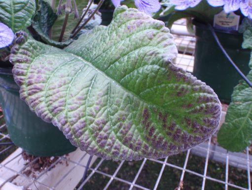Figure 3. Purplish-black coloration of streptocarpus. This is a typical symptom of low substrate ph induced iron/manganese toxicity.