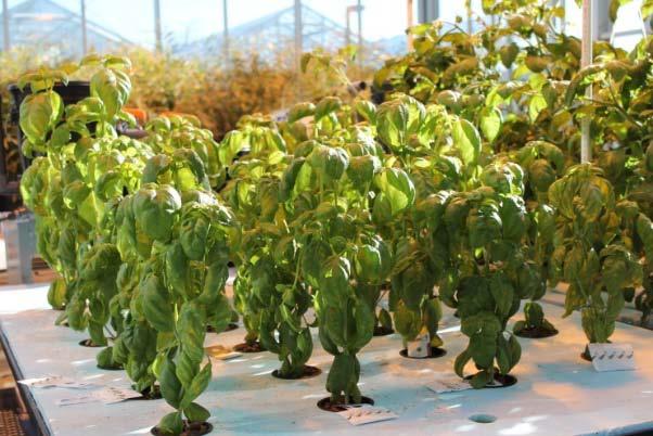 crops grown in hydroponics: tomatoes,