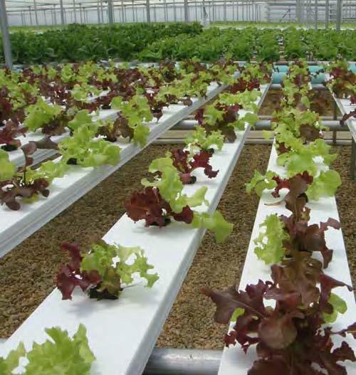 Types of Hydroponics: Water