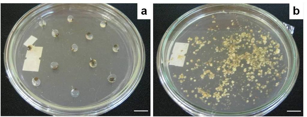 Survival and conversion into plantlets of encapsulated SE artificial seeds None of the somatic embryos encapsulated with calcium chloride survived.