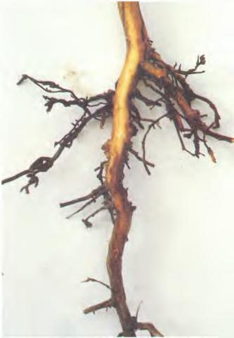 MAJOR DISEASES: Phytophthora Root Rot 17 CHAPTER SIX Phytophthora Root Rot Everett M.