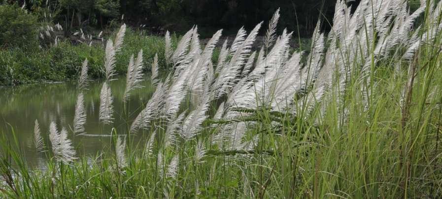 The following species are presented as representative palette. a. Saccharum spontaneum This is a very hardy, and abundant native grass that is easily available and need little care once it is established.