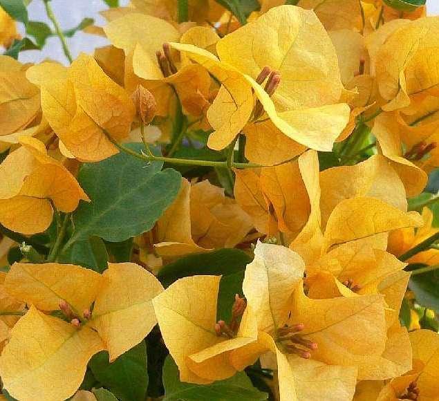 It is very drought tolerant, and in summer, the less water it gets, the more the flowers it will produce. The following species of Bougainvillea (Figure 5.39) are presented as representative palette.