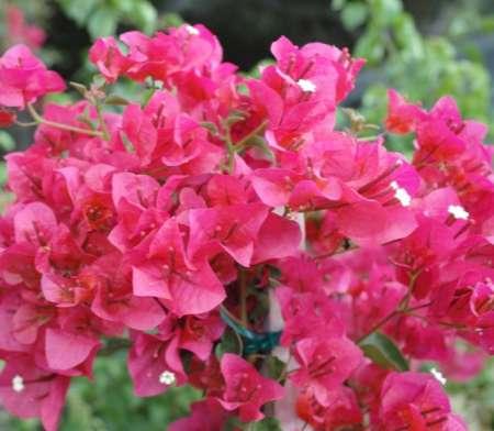 It can be trimmed to the height of 0.5 to 2.0 mts and sports beautiful purple flowers in spring. b. Bougainvillea Orange King This is a very hardy, is easily available and need little care once it is established.