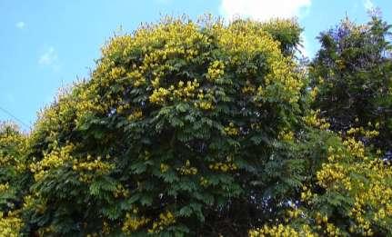 41) as reference. Mangifera IndicaTree Canopy height 10-12 mts Canopy dia. 6-8mts Pongamia pinnata Tree Canopy height 10-12 mts Canopy dia.