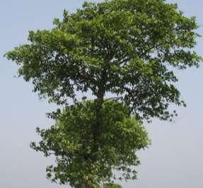 The tall canopy will comprise with trees attaining mature height of