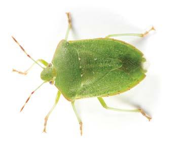 Corn rootworm Southern green stinkbug White grub Provides protection from the following insects: Wireworm