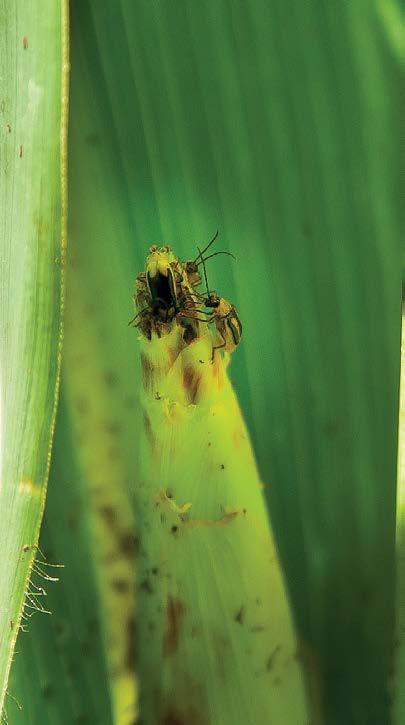 Grape colaspis Southern green stinkbug Seedcorn beetle Corn leaf aphid Sugarcane beetle Billbug** Corn
