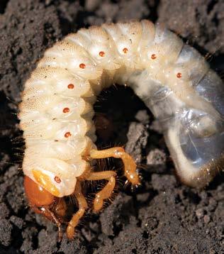 and May/ June beetle larvae. ** Requires the higher application rate of thiamethoxam (1.25 mg a.i./seed) found in Avicta Complete Corn 1250.