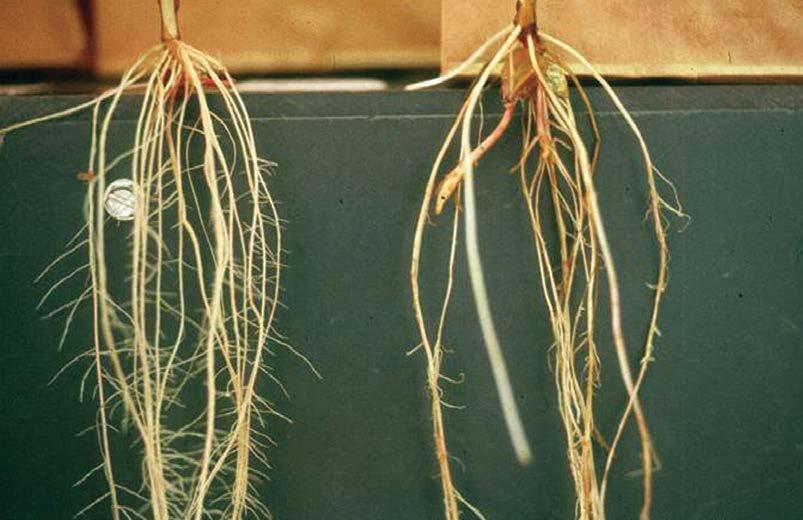 The corn root system on the left is a non-infested root and the corn root on the right is infested with Fusarium.