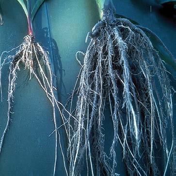 Lance nematode-affected root compared to