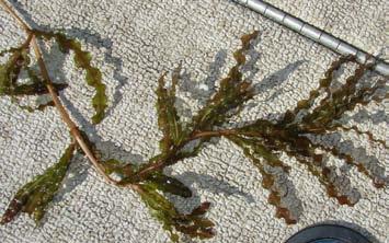 Curly-leaf pondweed The most abundant species in both years was curly-leaf pondweed (Potamogeton crispus) (Figure 8).