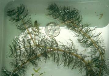 In clearer lakes clasping-leaf can form flowers above the surface of the water. Clasping-leaf pondweed was found in 14% of the 2005 survey sites and was not found in 2009 (Table 3). Figure 13.