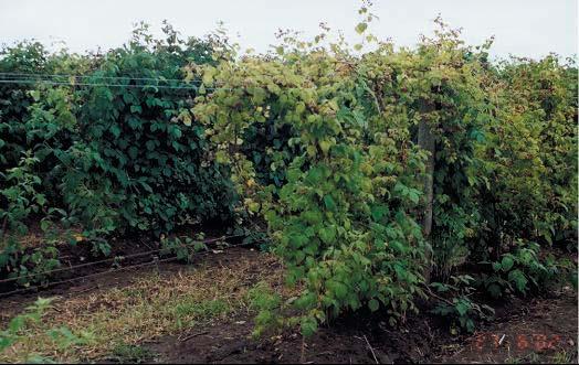 blackberries. This publication addresses nutrient assessment and application for caneberries produced in western Oregon.