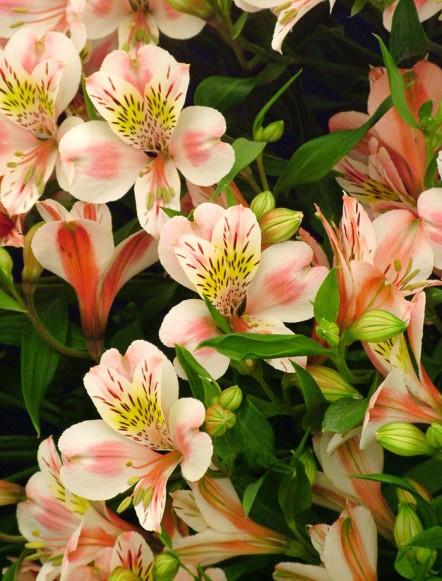 ALSTROEMERIA Alstroemeria are a Peruvian variety of lily. The buds of your Alstroemeria may appear, when bought fresh to be very tight.