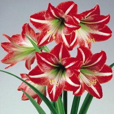ANTHURIUMS Anthuriums are a tropical bloom, grown and imported from countries such as Thailand, Mauritius etc.