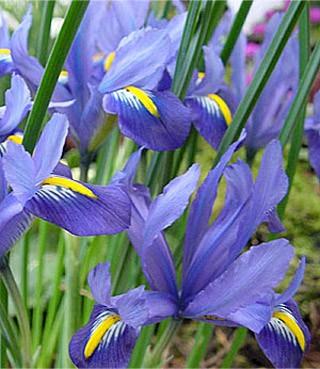 IRIS Iris may arrive in your vase arrangement as tight buds, but their blooms tend to open very quickly and mature within 1-2 days.