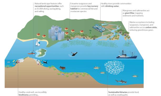 Healthy ocean s provide benefits to people Recreational opportunities Key nursery habitats Clean