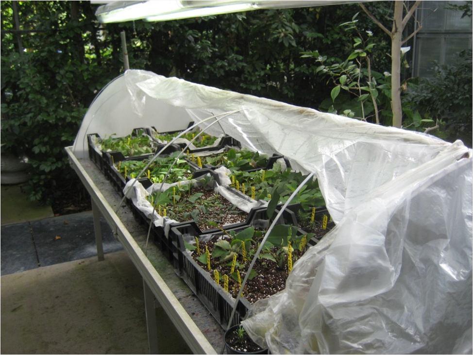 Maintenance Greenhouse growing conditions: Under mist or in a place with very high moisture.