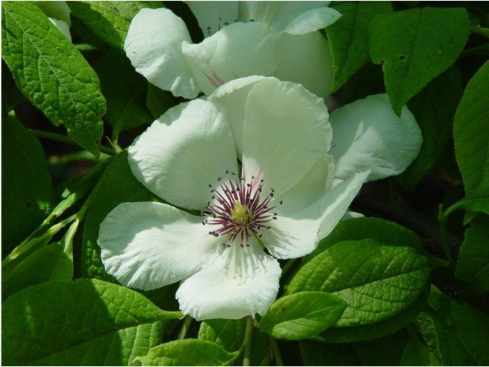 Cultivation of American Stewartia Planting: Soil: very free draining