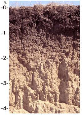 3 Holdrege soil is formed on flat upland portion of the landscape which is stable and promotes soil development. Source: NRCS. Soil Survey of Phelps County, Nebraska.
