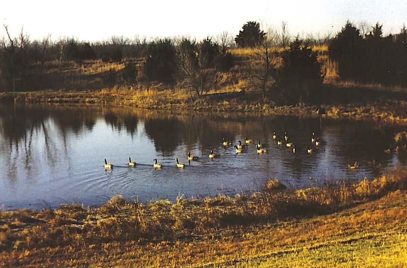 Food plots are most attractive to wildlife when there is escape cover nearby. For waterfowl, food plots planted near the pond provide ready escape from predators.