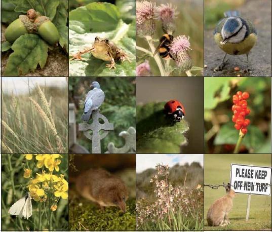 Understanding urban biodiversity Biodiversity = all living things includes flora, fauna, soils!