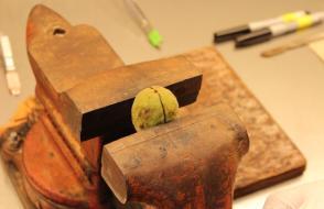 For best results, the nut should be placed so the suture sides of the shell are in contact with the clamps of the vice, the blossom end of the nut up and only the stem-end half of the nut between the