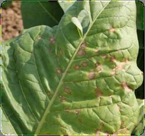 Control Other Pests Weeds Refuge for insect vectors May harbor fungal, bacterial, and viral pathogens Buttercup and tomato spotted wilt