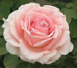 Harlekin (2006) Grows to 12. Flowers are creamy white with reddish edges. Blooms have a strong, wild rose fragrance. Average bloom diameter is 3.