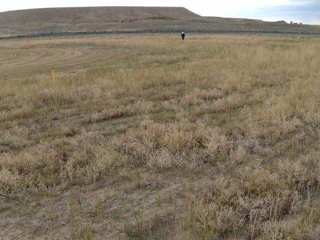 Russian thistle in Pinedale WY