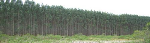 FORESTS & PLANTATIONS With extensive experience in the forestry industry, we are able to provide pragmatic advice on sustainable forest management issues.