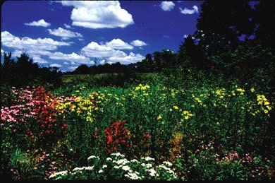 Land Stewardship at MEEC MEEC stewards the 100-acre Mount St. John nature preserve, which includes created Eastern tallgrass prairie, oak-hickory woodlands and restored and created wetlands.