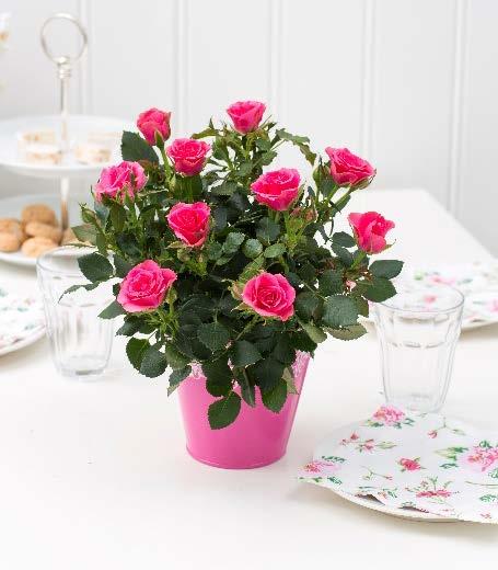 The extraordinary many buds characterizes the new line of Moscow roses from Roses Forever.