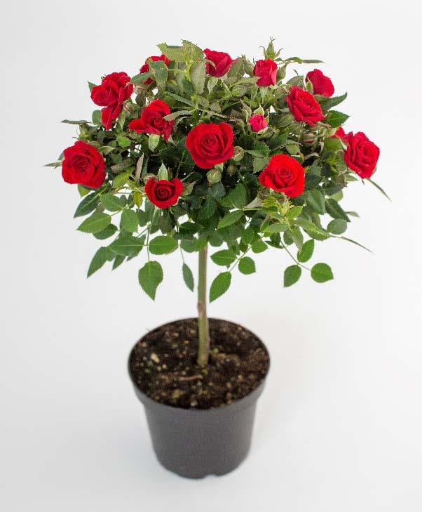 The new Carlton Roses Forever is a mini rose with big flowers and a beautiful strong pink color and shiny green leaves.