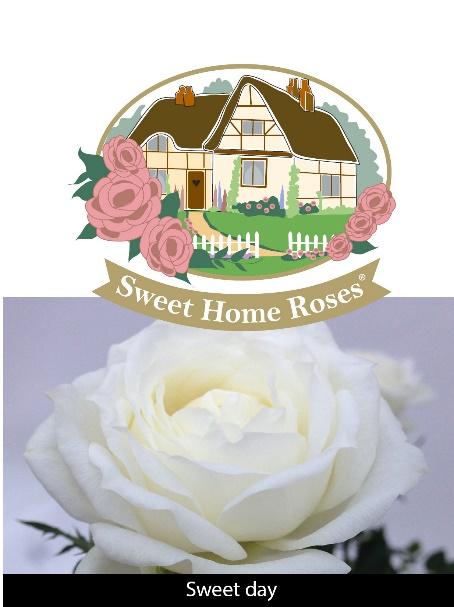 The Sweet Day rose is part of the Sweet Home Roses series from Danish Rose Breeding company Roses Forever ApS.