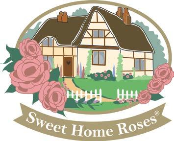 Sweet Home Roses are uniform plants with lots of filled flowers and many buds. The flowers are well shaped with strong colors.