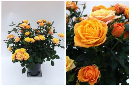 Sweet Family is a beautiful rose with strong eye-catching orange flowers and many buds.