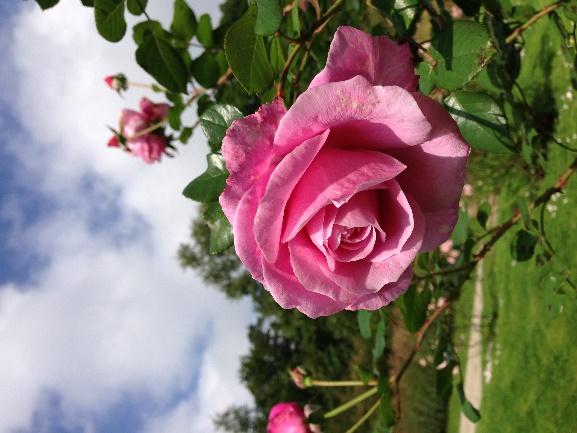 5. Our last summer Wonderful climbing rose, with big flowers and strong scented Our last summer is a climbing garden rose