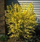 6. Flowering Trees and Shrubs Old