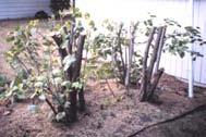 Avoid pruning in late fall / early winter!