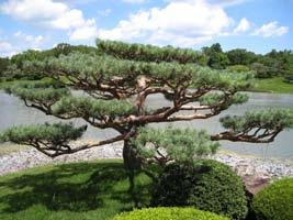 2. Conifers and Narrow-leaved
