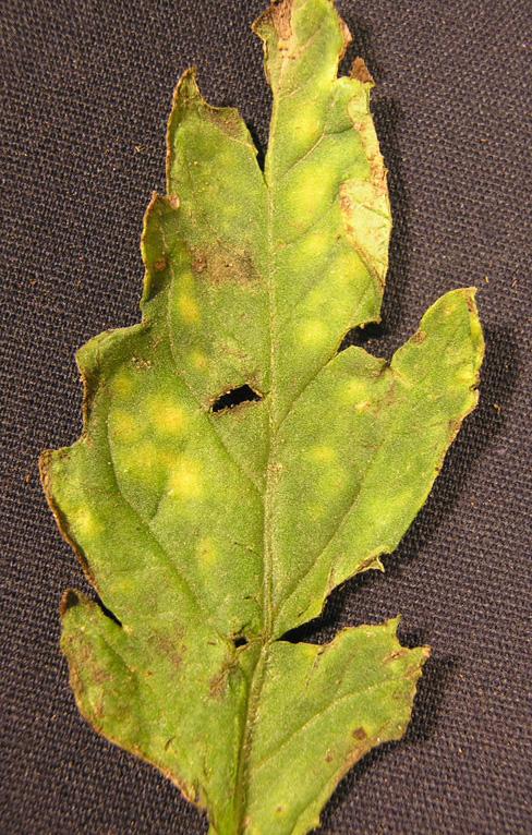 Leaf lesions are yellowish and oily, or angular, yellow to reddish brown, and limited by