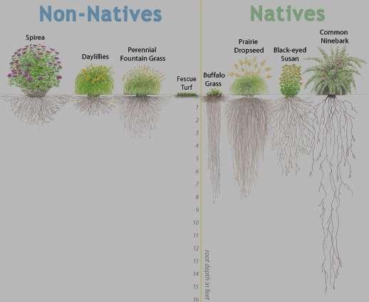 Many people think native