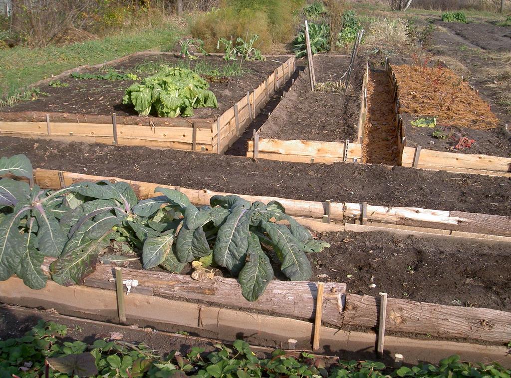 Plants Need Good Drainage - Raised beds improve drainage where needed - Soil warms